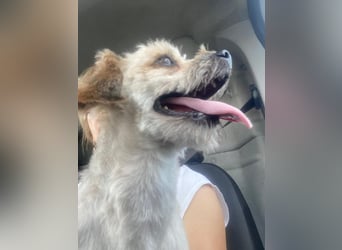 Winnie – kleiner Herzbube der seine Menschen sucht