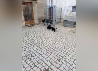 Schäferhund-Mischlingswelpen