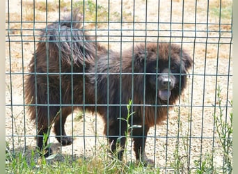 Arzu - Chow Chow Junghundrüde, geb. ca. 2022, sucht Freunde dieser Rasse