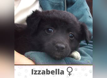 IZZABELLA ❤ sucht Zuhause oder Pflegestelle