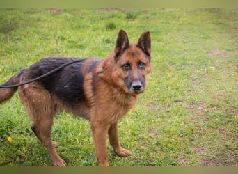 SANCHO - der hübsche Rüde sucht hundeerfahrene Menschen, die ihn artgerecht beschäftigen + auslasten