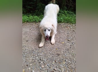 Pyränenberghundmix Tobi