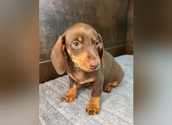 Zwerg Dackel Welpen in besonderen Farben (blue / choco / Harlekin) suchen tolles Zuhause