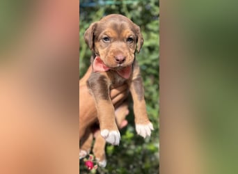 Kuma - welpentypisch aktive, verspielte Husky-Mix Hündin / z.Zt. noch in Rumänien
