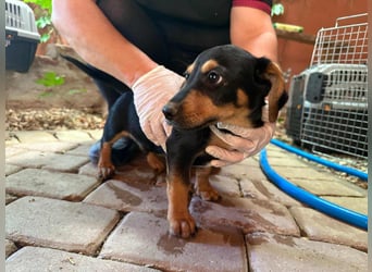 Marvin, geboren 25.03.2025, 24cm sucht seine Familie
