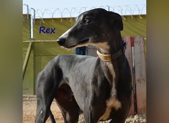 Rex 08/2019 (ESP) - aufgeschlossener, sozialer und angenehmer Galgo!