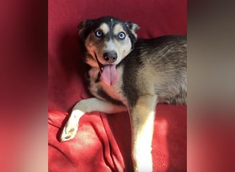 Tolle Husky-Mischlingshündin „Dorothea“, ca. 2022 geboren