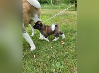 Amerikanische Akita