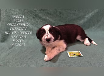 Border Collie-Welpen , black-,choco-,red-white und red-,black-merle