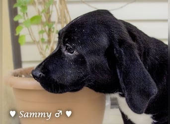 Kokonimix Tammy und Sammy suchen ein Zuhause