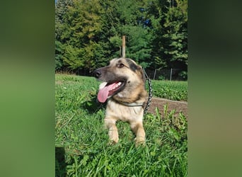 Buddy Schäferhund Mischlingsrüde Mischling Rüde Junghund sucht Zuhause oder Pflegestelle