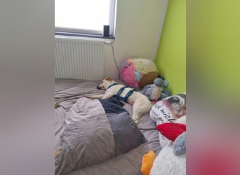Anjali - freundliche Hündin mit Unsicherheiten