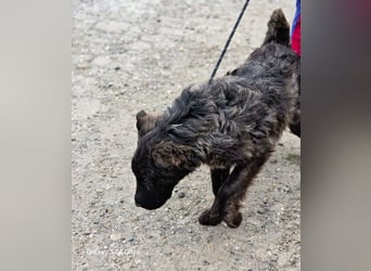 Wunderschön gestromtes Hundekind *Yanu* sucht sein Zuhause für immer