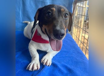 (R) ❤️ zauberhafter kleiner KARLI - 2,5 Jahre, 28cm/9kg - Jack Russell-Dackel-Mischling