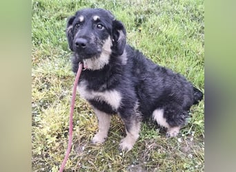 Majda - seit Welpenalter in Tierheim