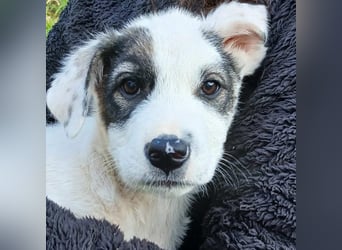 Snoopy-gr. Schäferhund-Mischling - sucht dringend  ein Zuhause/Pflegestelle