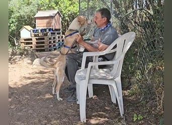 Lucy: tolle Familienhündin in schöner Größe