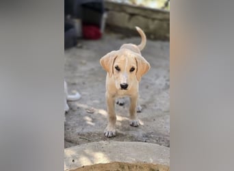 Samos sucht Traumzuhause!