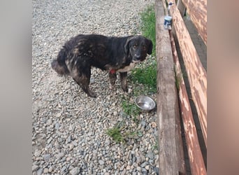 Liebenswerter Henry