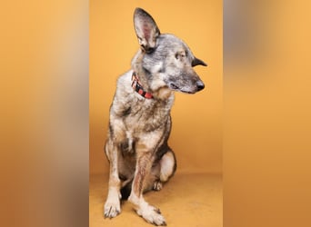Dolly(2) - freundliche, kluge, ruhige Schäferhund Mix Hündin / z.Zt. noch in Rumänien