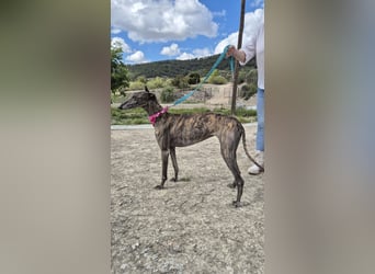 Guapina, möchte endlich ein Zuhause