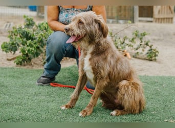 Curly, Mix Podengo / Labradoodle, lieb und sozial