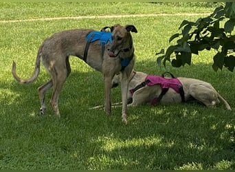 schüchterne Galga Blaze (Tierschutz)