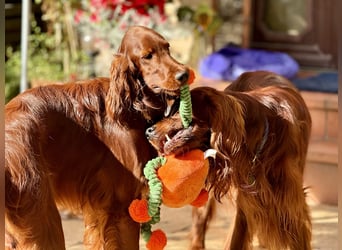 Irish Setter Welpen mit Papieren
