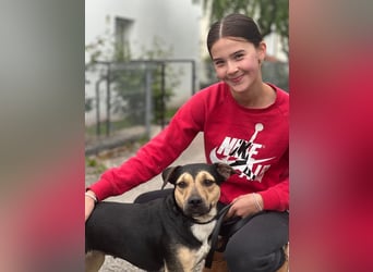 Liebe, ruhige, soziale Hündin in handlicher Größe sucht Zuhause