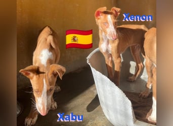 Xenon, geb.08/23, - fröhlicher,sozialer Podenco sucht seine Menschen