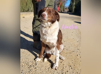 Amelia 08/2018 (ESP) - bezaubernde, ausgeglichene und soziale Hütehund-Mix Hündin!