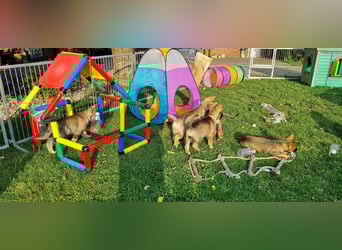 Reinrassige Schäferhund Welpen mit SV Papieren