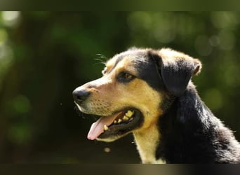 Oskar - sucht endlich ein Zuhause