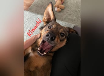 KINUSHI soll endlich entgültig ankommen