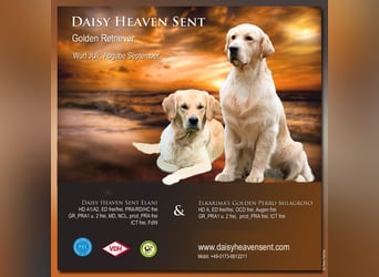 Golden Retriever Welpen VDH/GRC