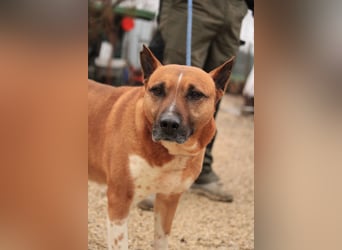 Dingo VA - Langzeitinsasse wartet auf sein Happy-End