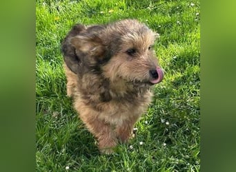 Josefine, Norwich Terrier-Mischling