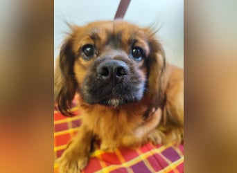 Cavalier King Charles Mischling Nr. 2L sucht eine Namenspatenschaft und seine Familie
