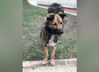 Lassie sucht dringend ein Zuhause