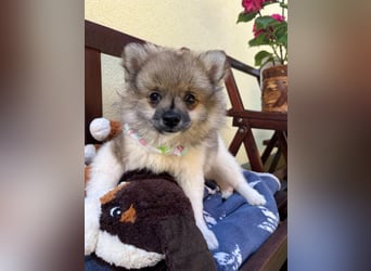 Bonnie SR - Spitz-Prinzessin sucht ihr Für-immer-Zuhause