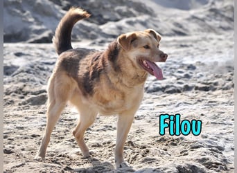 Filou 04/2022 - lebensfroher, unglaublich netter Hund sucht Menschen mit Herz!