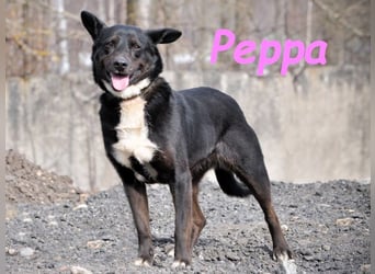 Peppa geb. 11/2022 - verschmuste, gesellige und loyale Hündin!