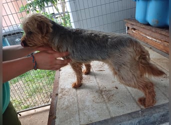 Lili, sehr lieber und ruhige Yorkie Dame, geb. 09/2019