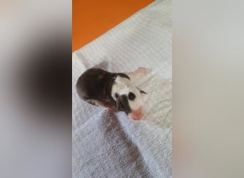 Border Collie Welpen