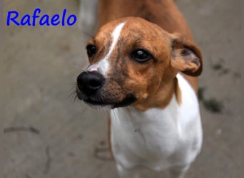 Rafaelo 08/2024 (ESP) - aufgeweckter, zuckersüßer Whippet Welpe!