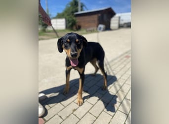 Anubis, fröhlicher Kerl sucht aktive Menschen