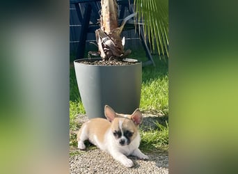 Chihuahua Welpen mit Ahnentafel