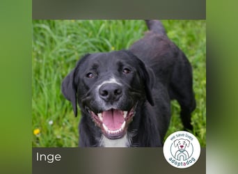 Inge: Verspieltes Kämpferherz