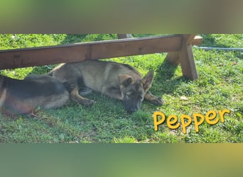 Reinrassige Schäferhund Welpen mit SV Papieren