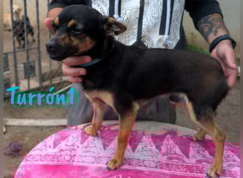 Turrón1 11/2023 (ESP) - sympathischer und aufgeschlossener, kleiner Pinscher-Mix!